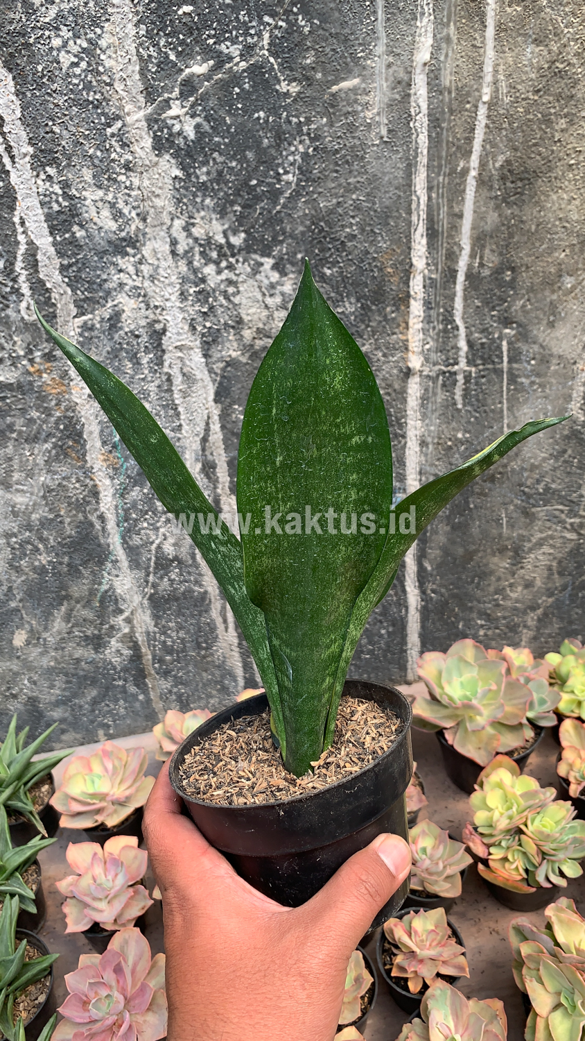 856. Sansevieria Black Flame - Image 4