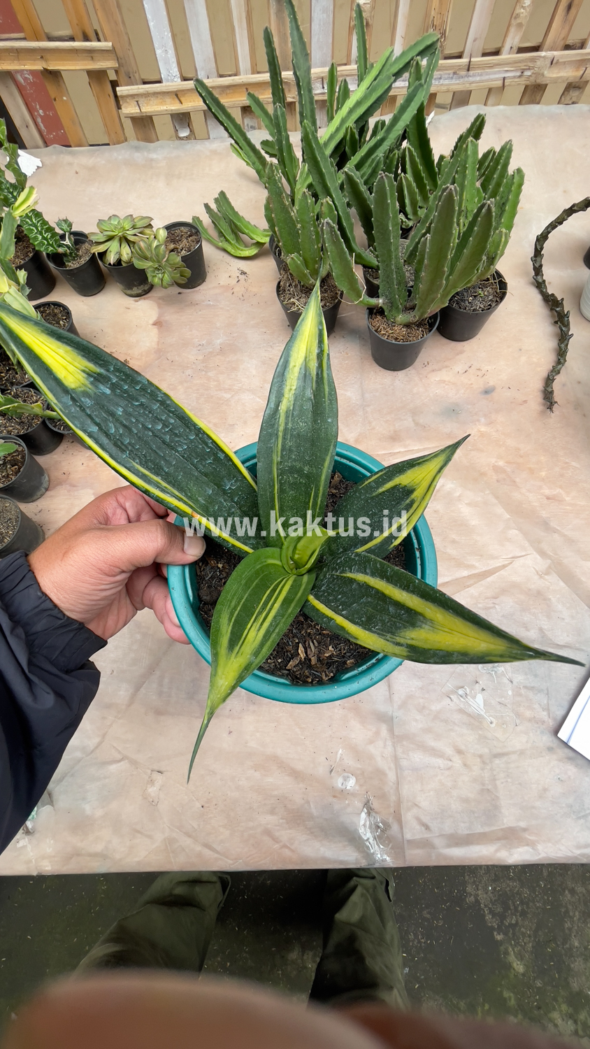 856. Sansevieria Black Flame - Image 12