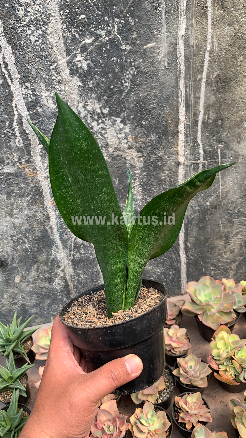 856. Sansevieria Black Flame - Image 7