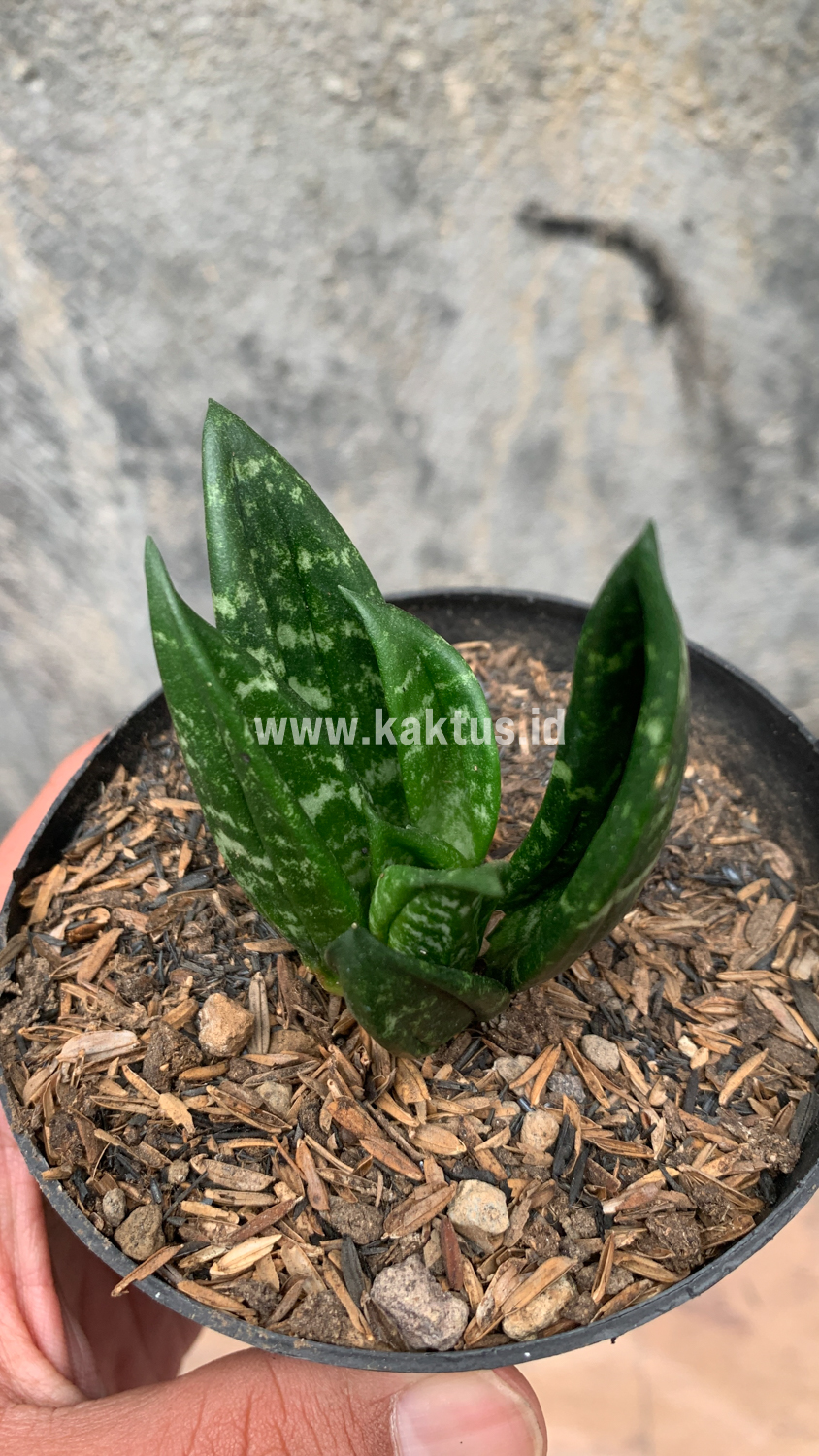 857. Sansevieria Hahniii Cristata - Image 11