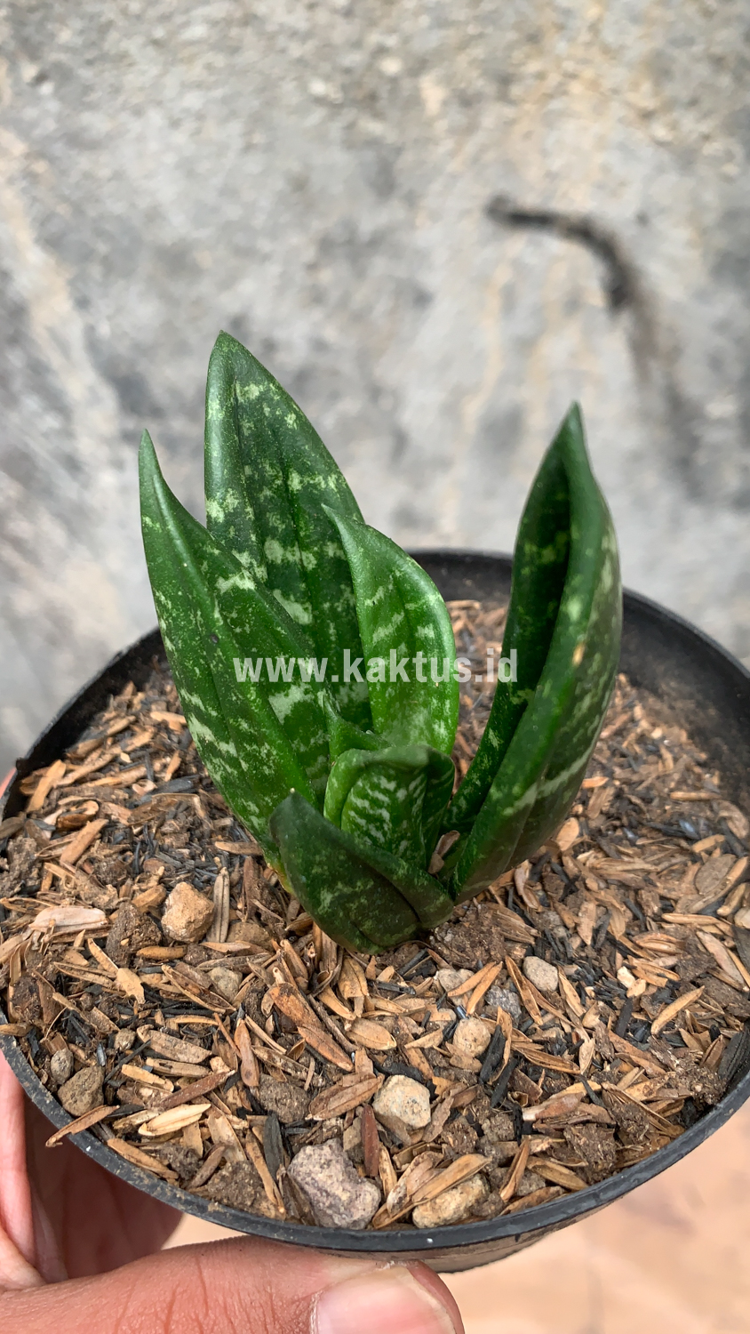 857. Sansevieria Hahniii Cristata - Image 22