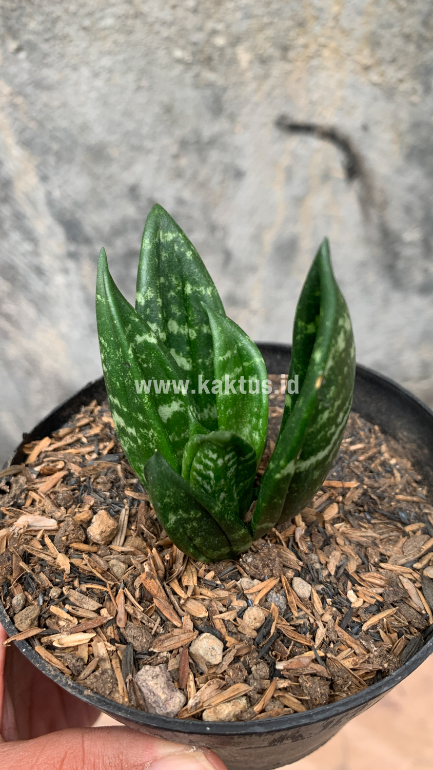 857. Sansevieria Hahniii Cristata - Image 26