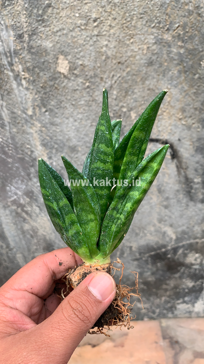 857. Sansevieria Hahniii Cristata - Image 27