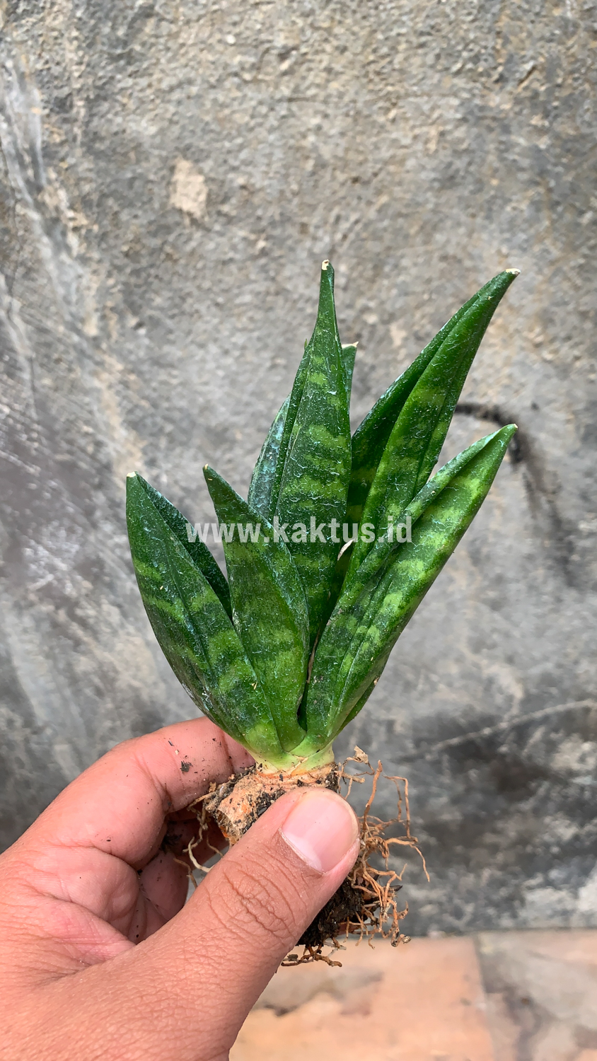 857. Sansevieria Hahniii Cristata - Image 25