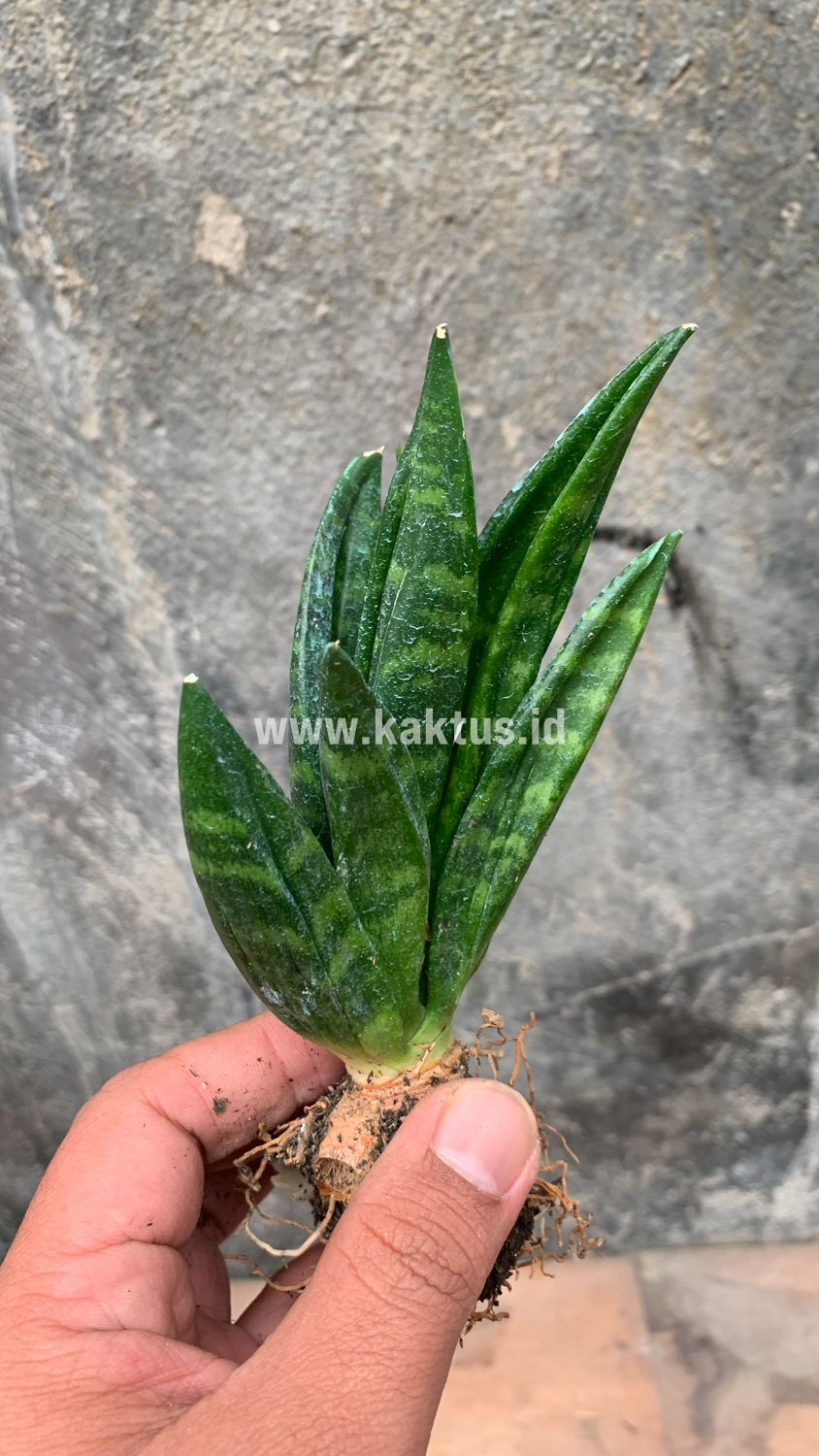 857. Sansevieria Hahniii Cristata - Image 23