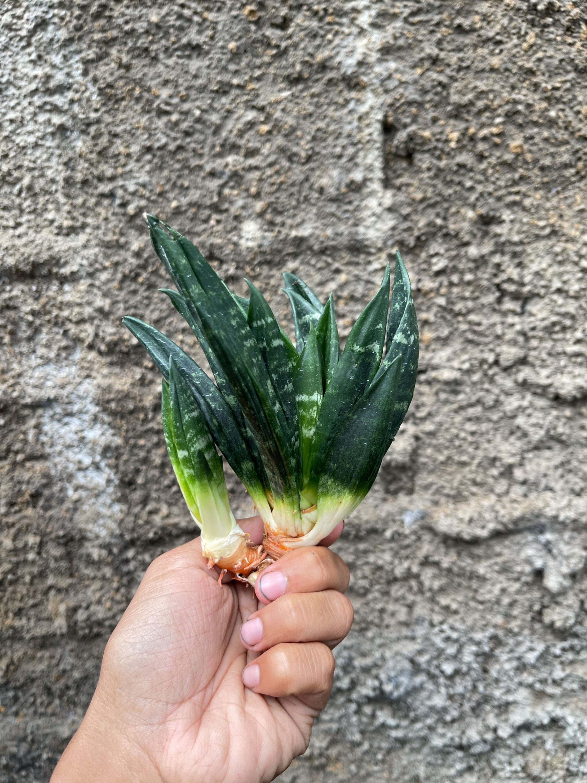 857. Sansevieria Hahniii Cristata - Image 5