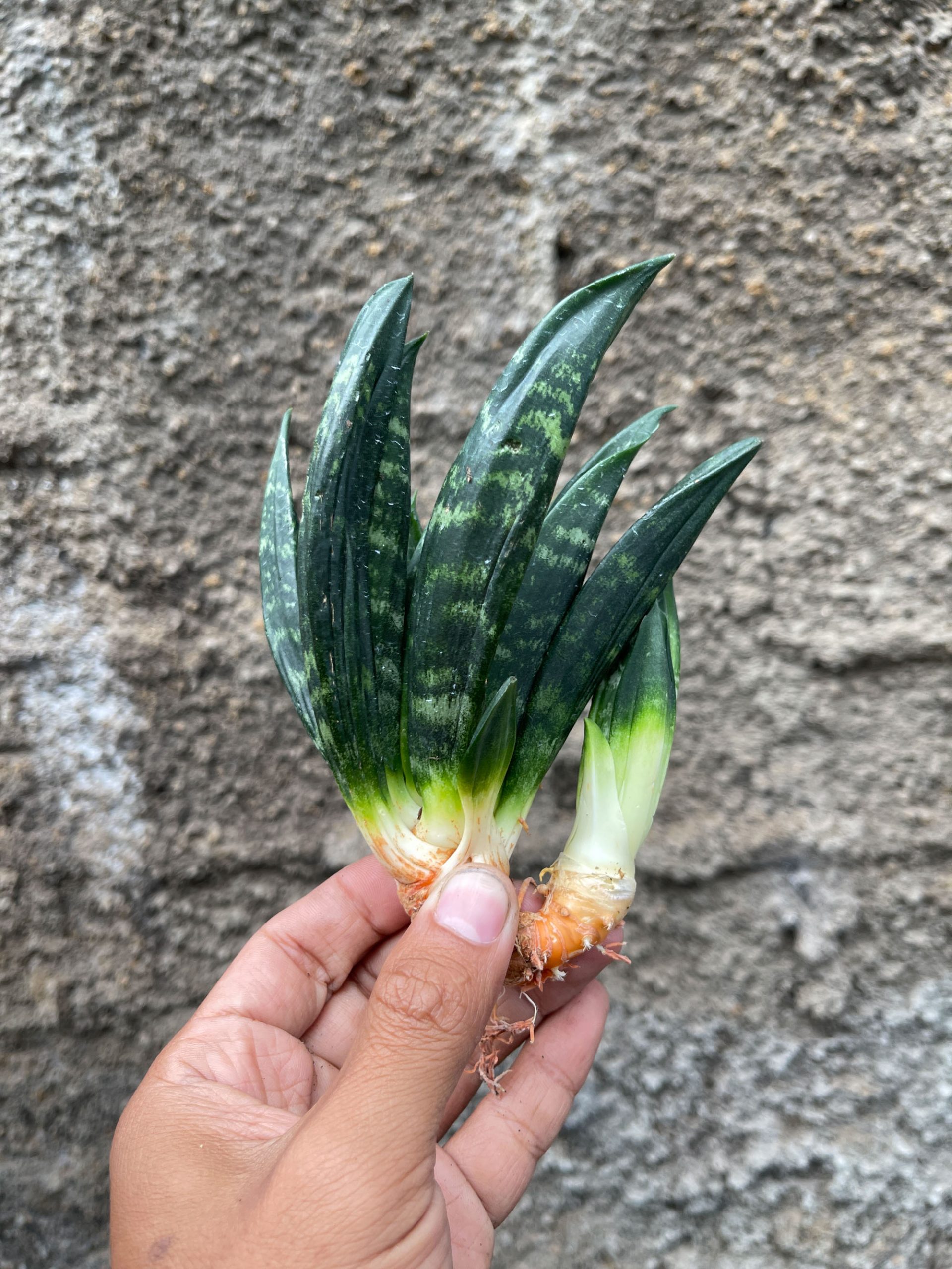 857. Sansevieria Hahniii Cristata - Image 3