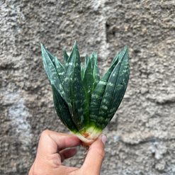 857. Sansevieria Hahniii Cristata