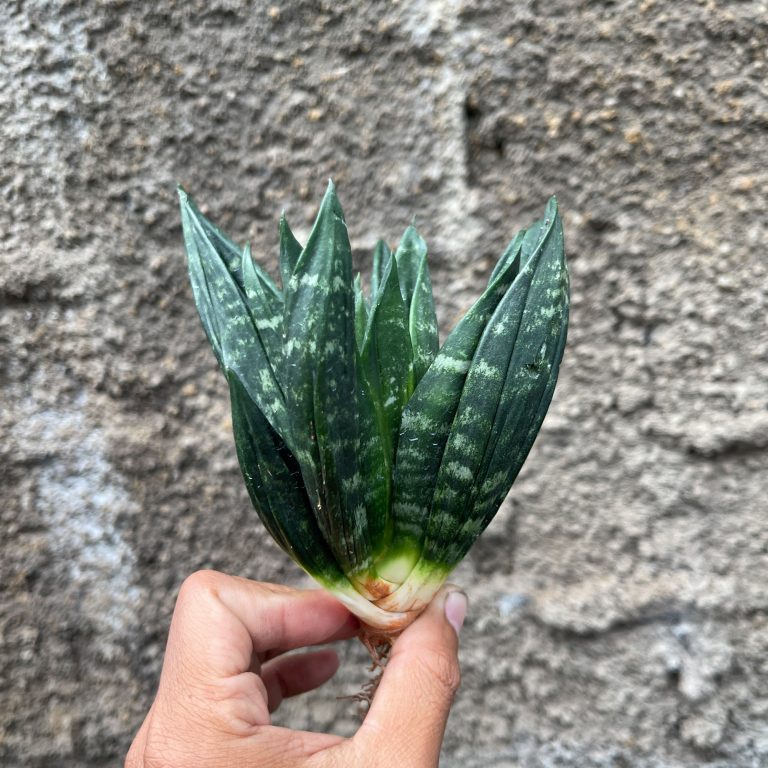 857. Sansevieria Hahniii Cristata