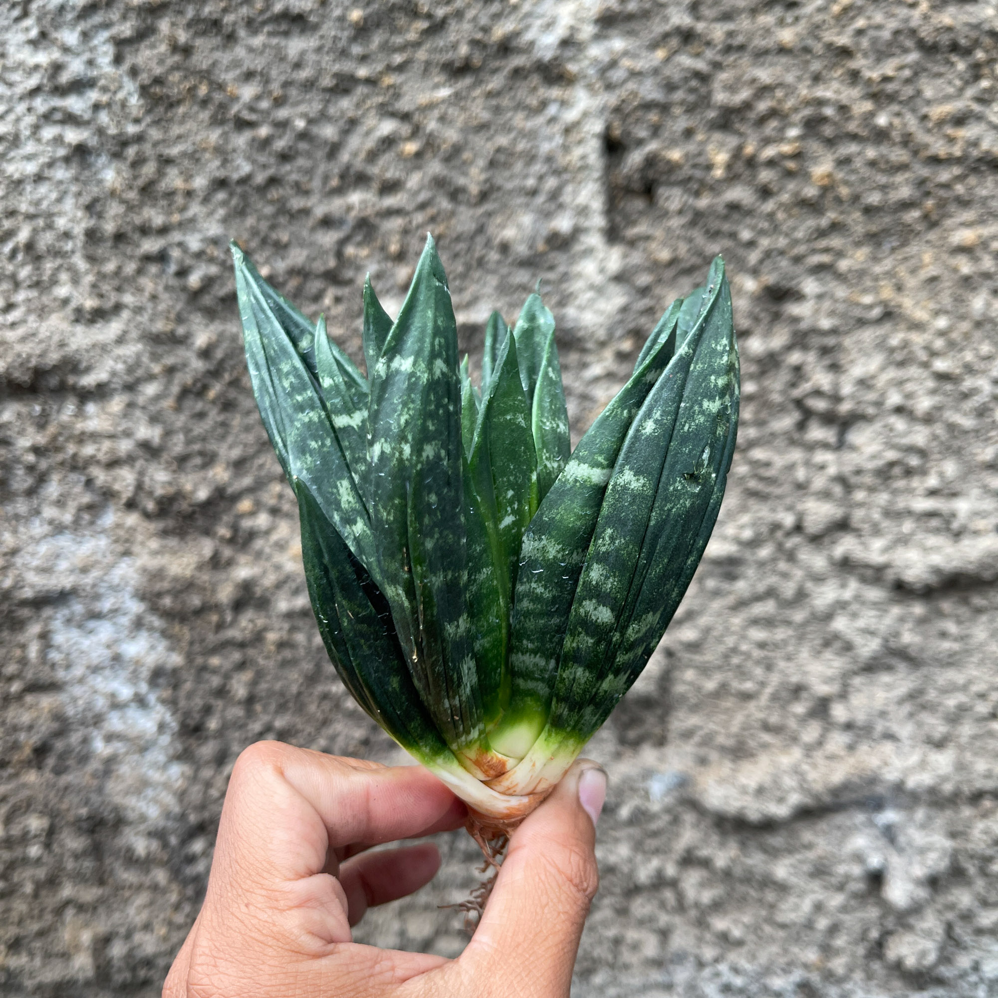 857. Sansevieria Hahniii Cristata
