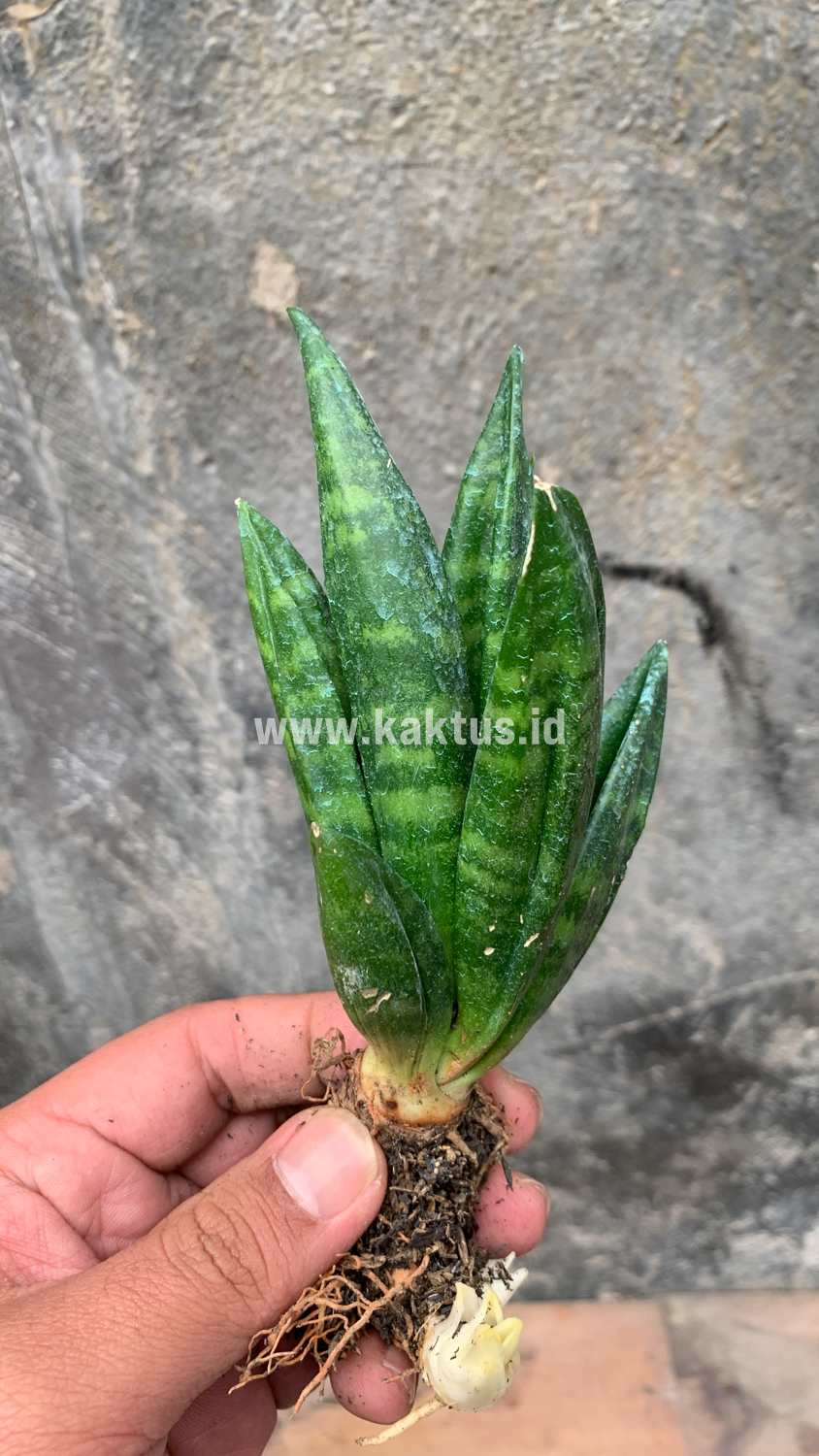 857. Sansevieria Hahniii Cristata - Image 20