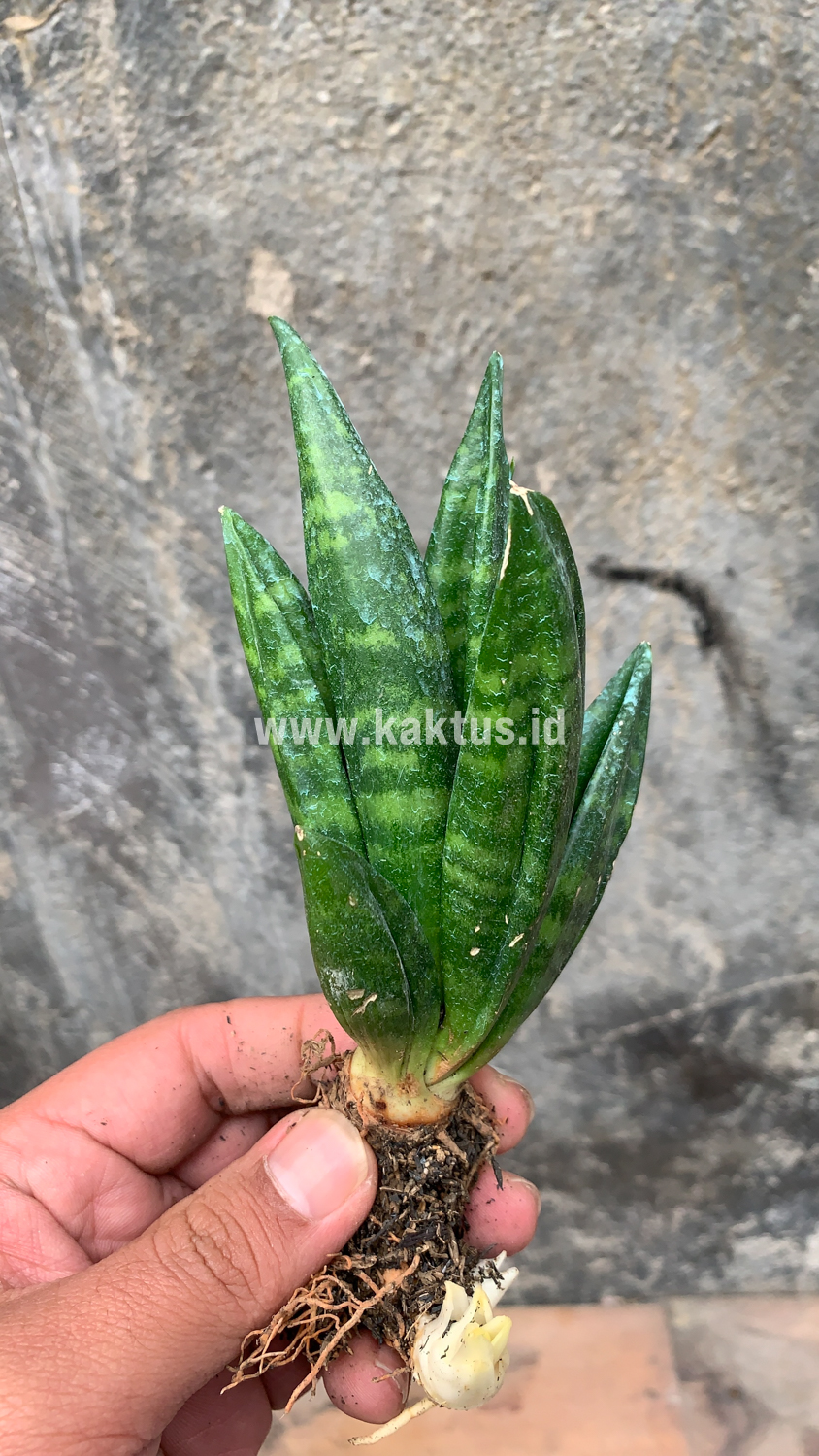 857. Sansevieria Hahniii Cristata - Image 19