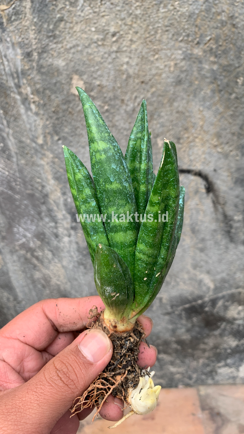 857. Sansevieria Hahniii Cristata - Image 18