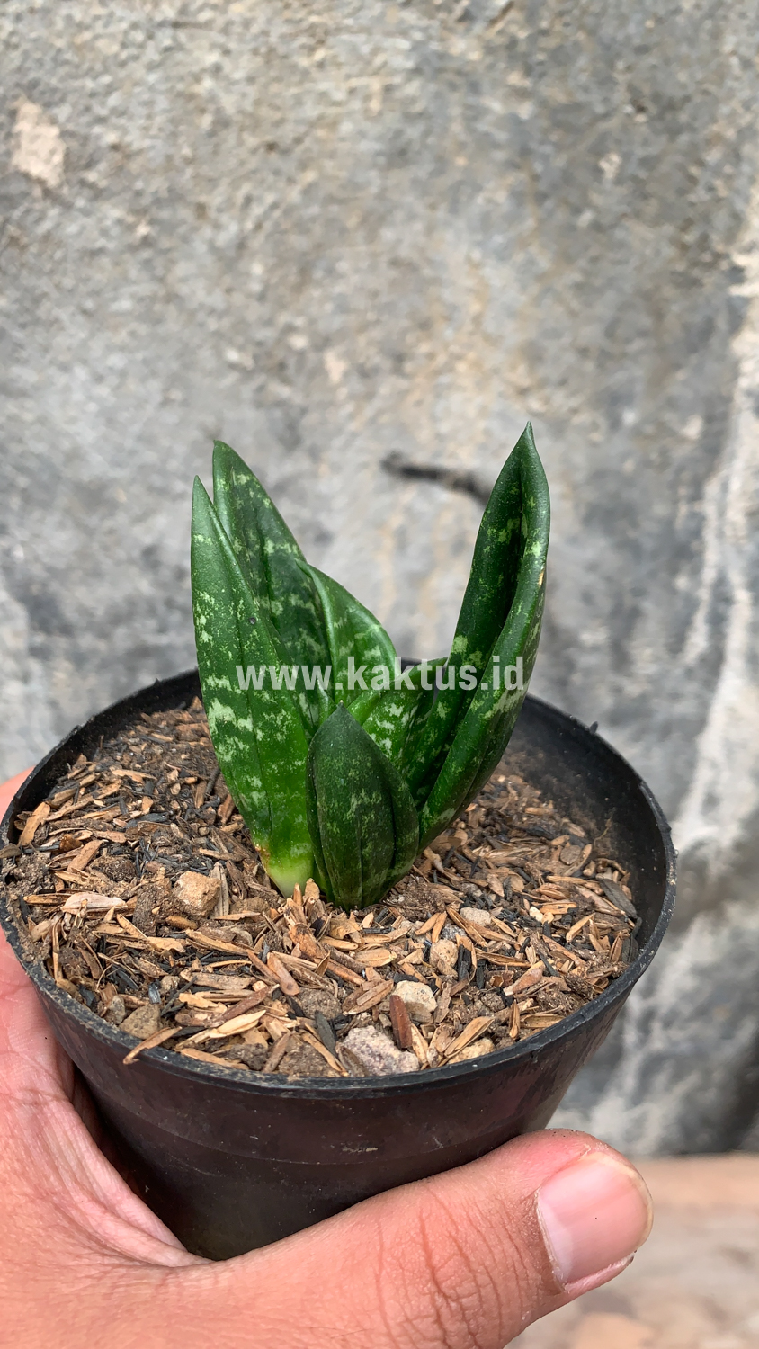 857. Sansevieria Hahniii Cristata - Image 8