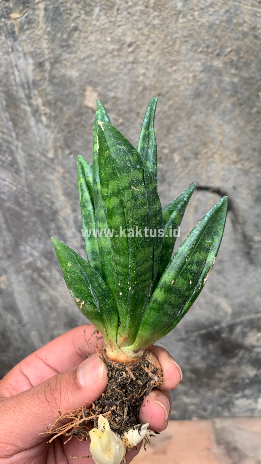 857. Sansevieria Hahniii Cristata - Image 17