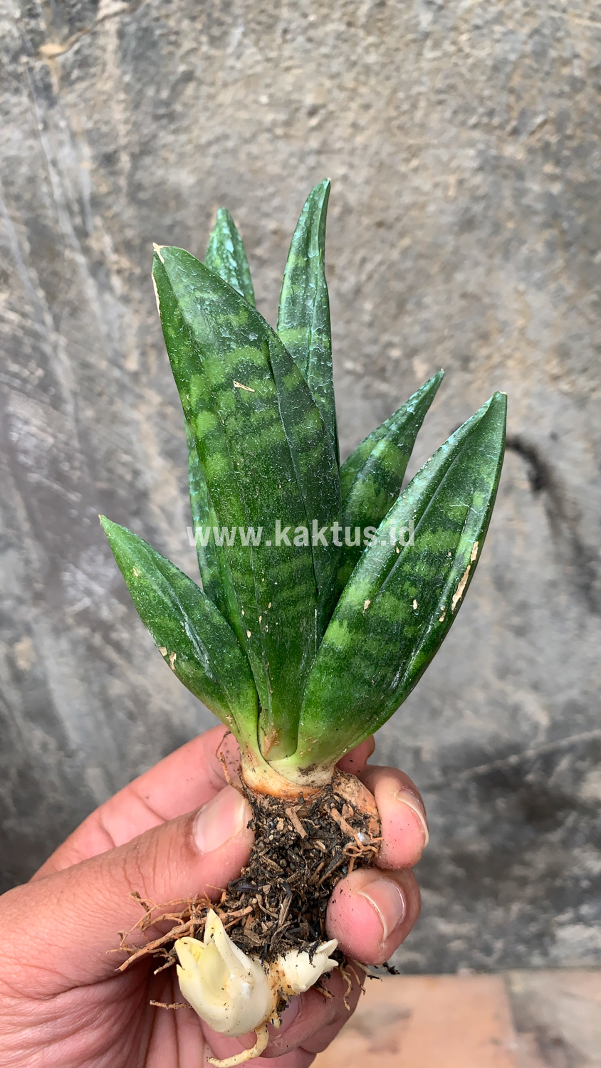 857. Sansevieria Hahniii Cristata - Image 14