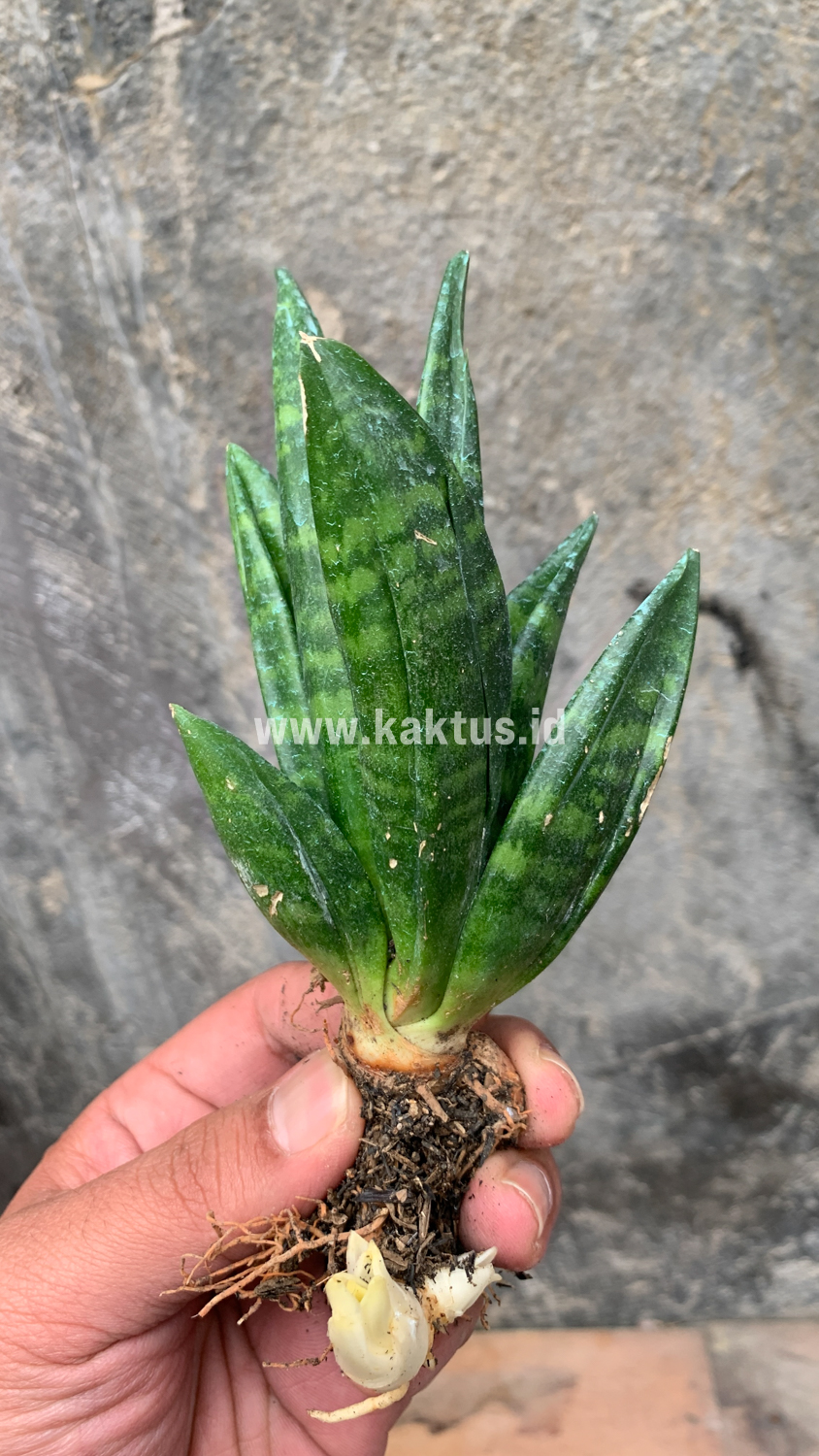 857. Sansevieria Hahniii Cristata - Image 7