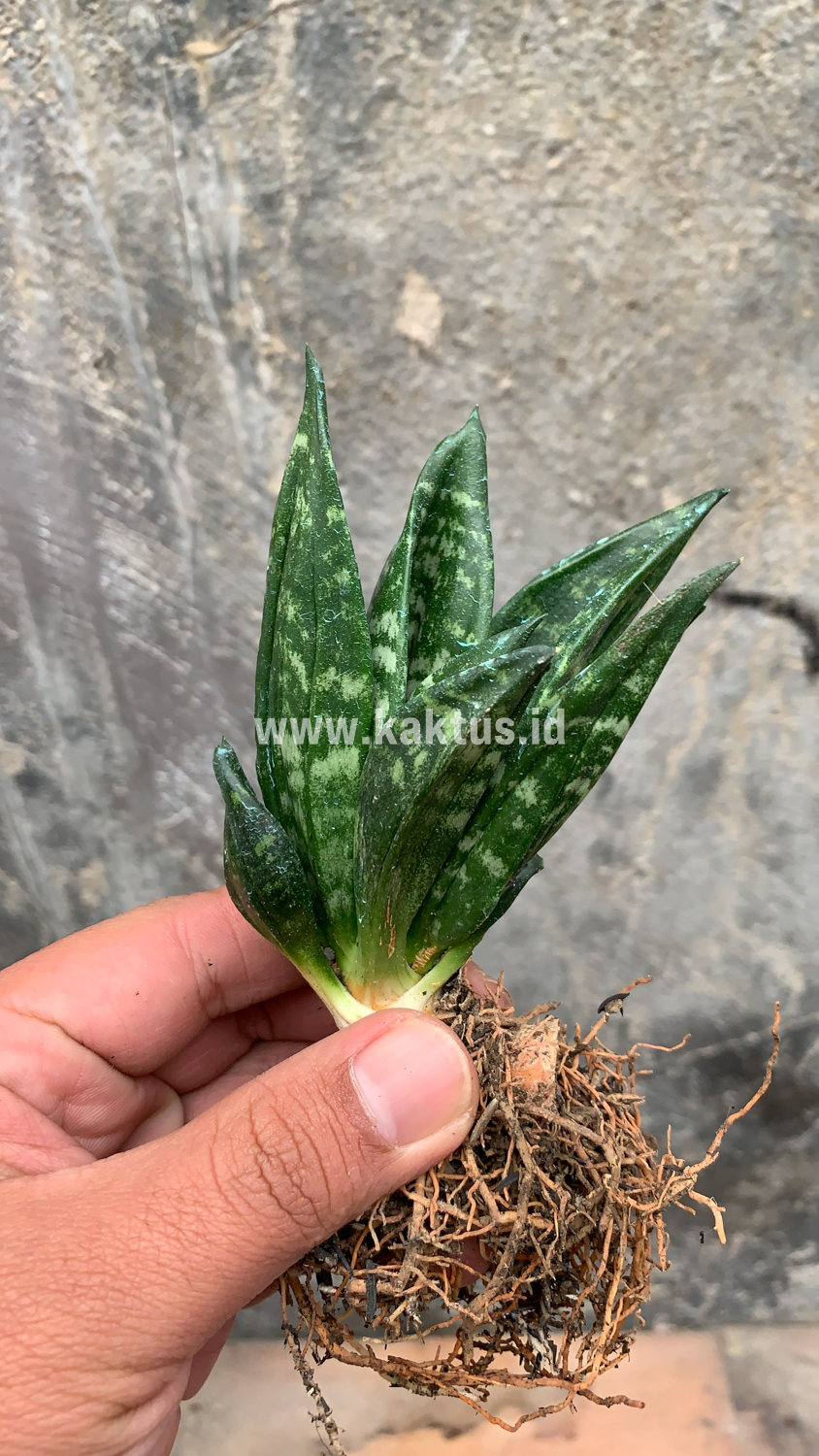 857. Sansevieria Hahniii Cristata - Image 12