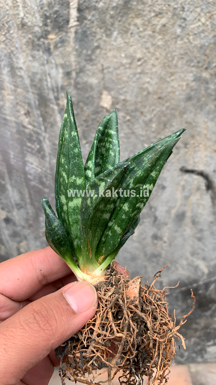 857. Sansevieria Hahniii Cristata - Image 10