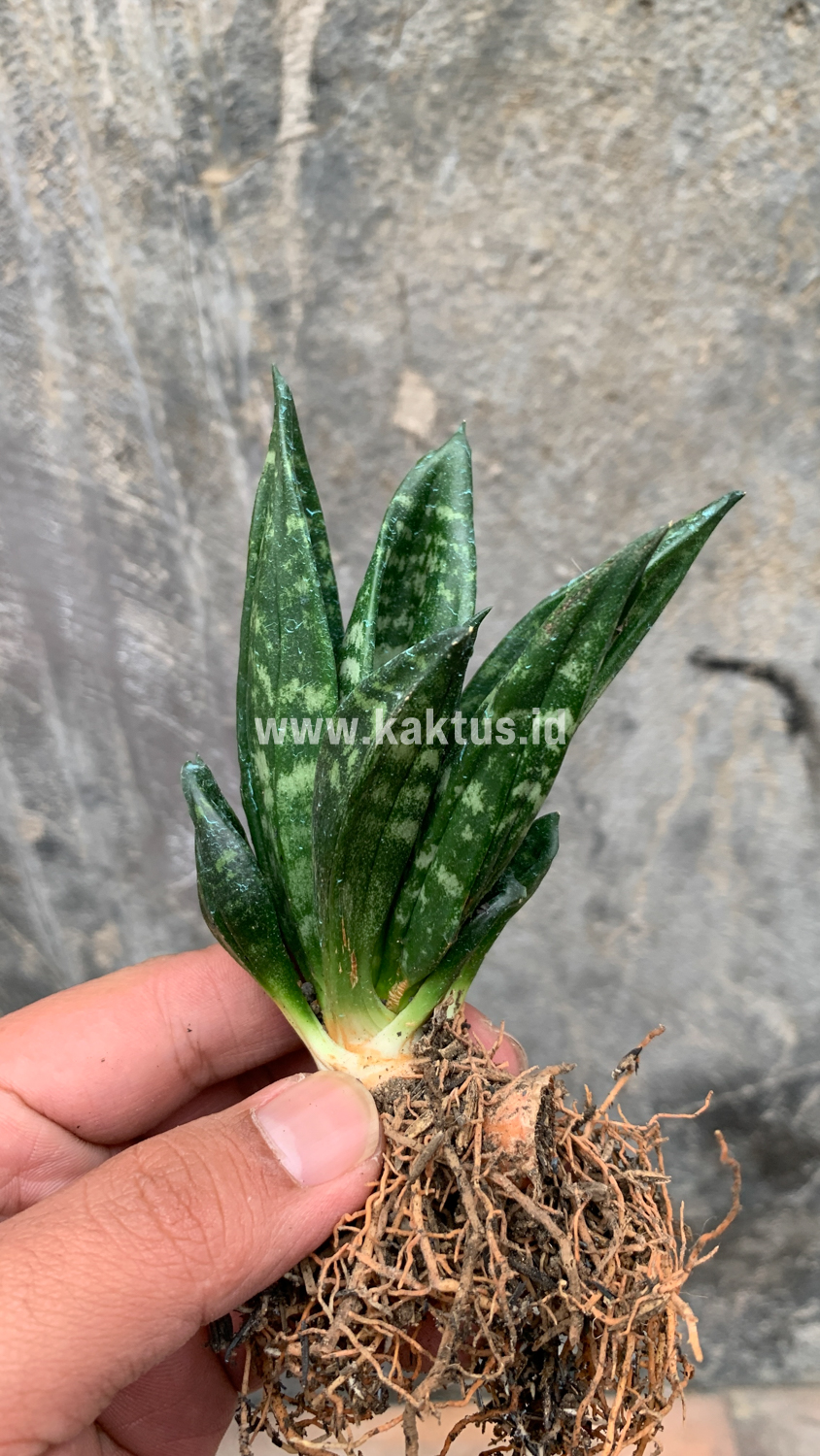 857. Sansevieria Hahniii Cristata - Image 9