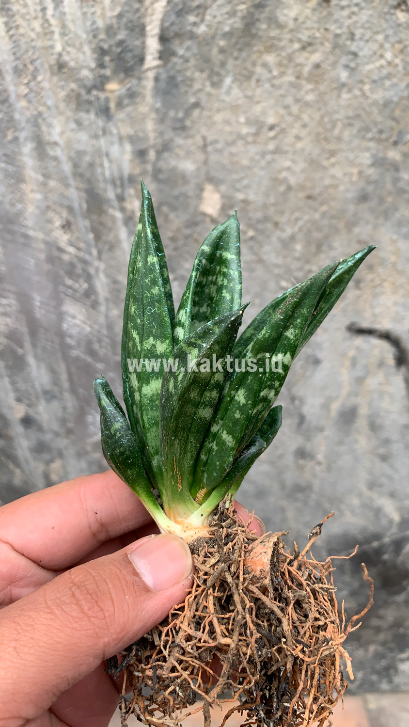 857. Sansevieria Hahniii Cristata - Image 6