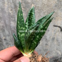 Alternative view of 857. Sansevieria Hahniii Cristata