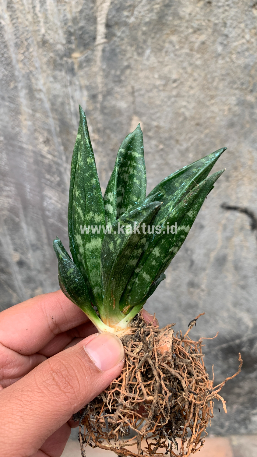 857. Sansevieria Hahniii Cristata - Image 2