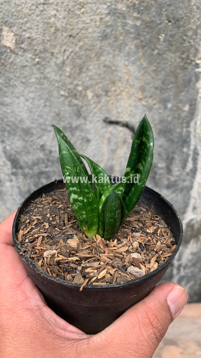 857. Sansevieria Hahniii Cristata - Image 15