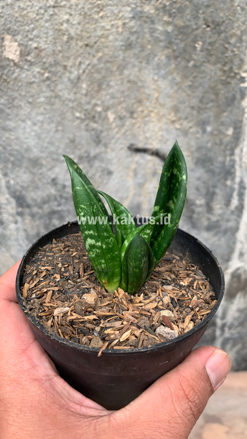 857. Sansevieria Hahniii Cristata - Image 30