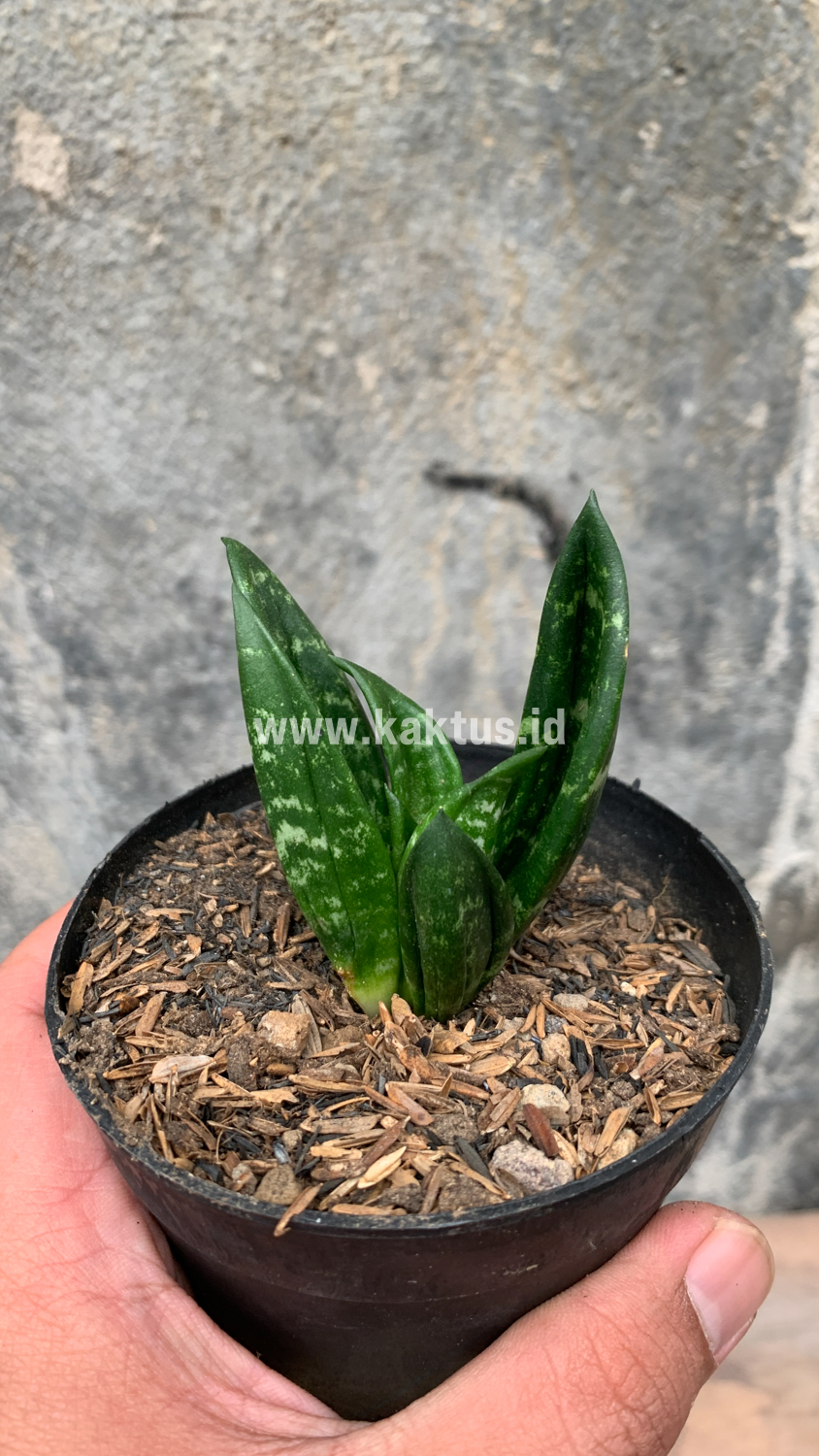 857. Sansevieria Hahniii Cristata - Image 16