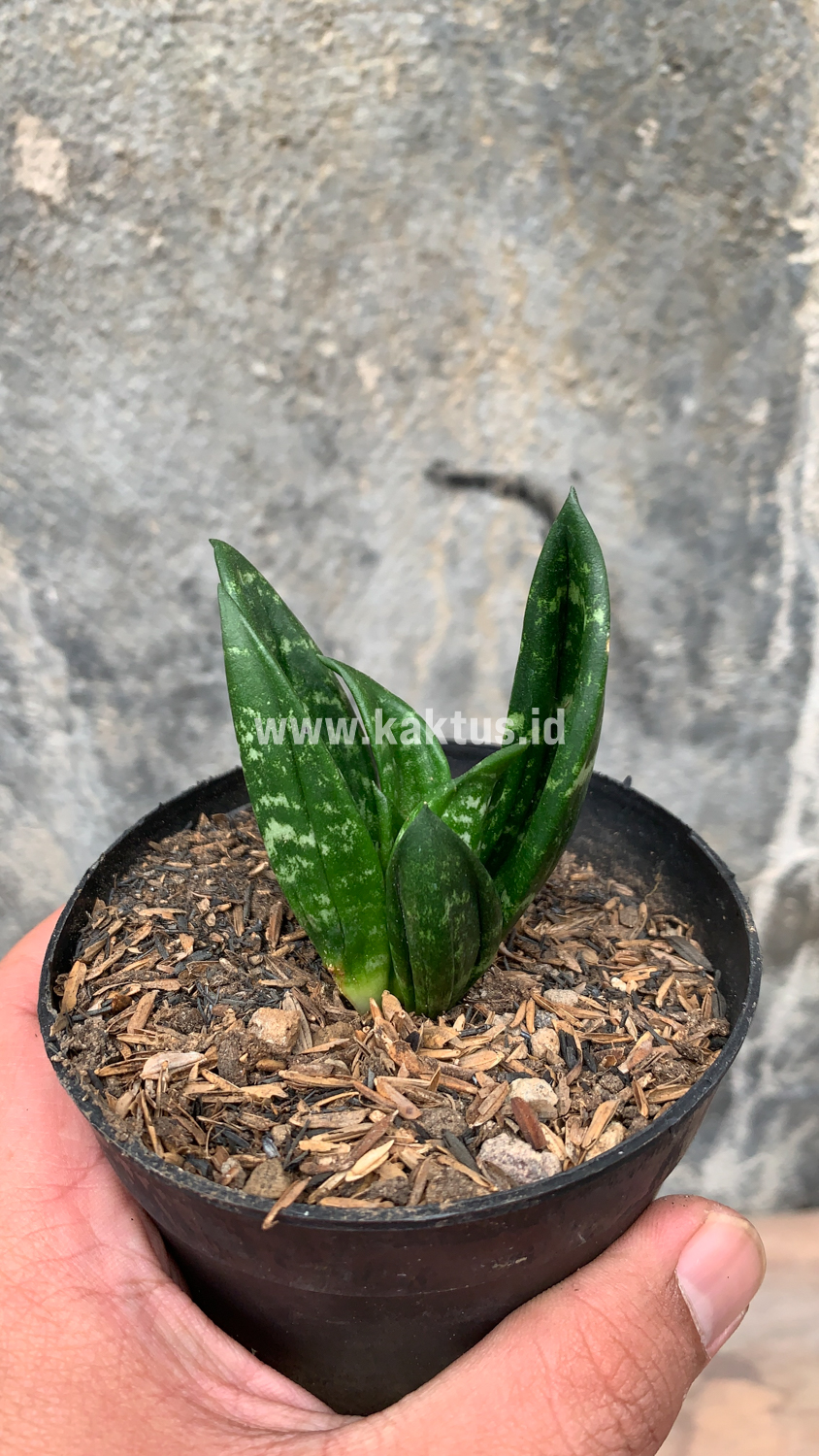 857. Sansevieria Hahniii Cristata - Image 29