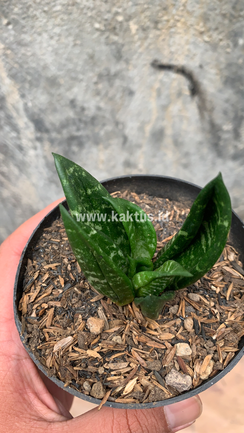 857. Sansevieria Hahniii Cristata - Image 4