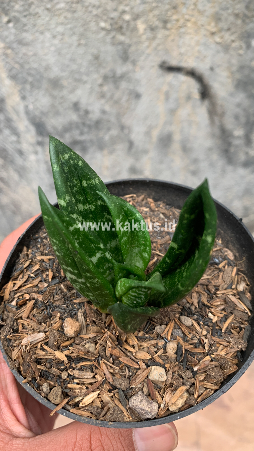 857. Sansevieria Hahniii Cristata - Image 28