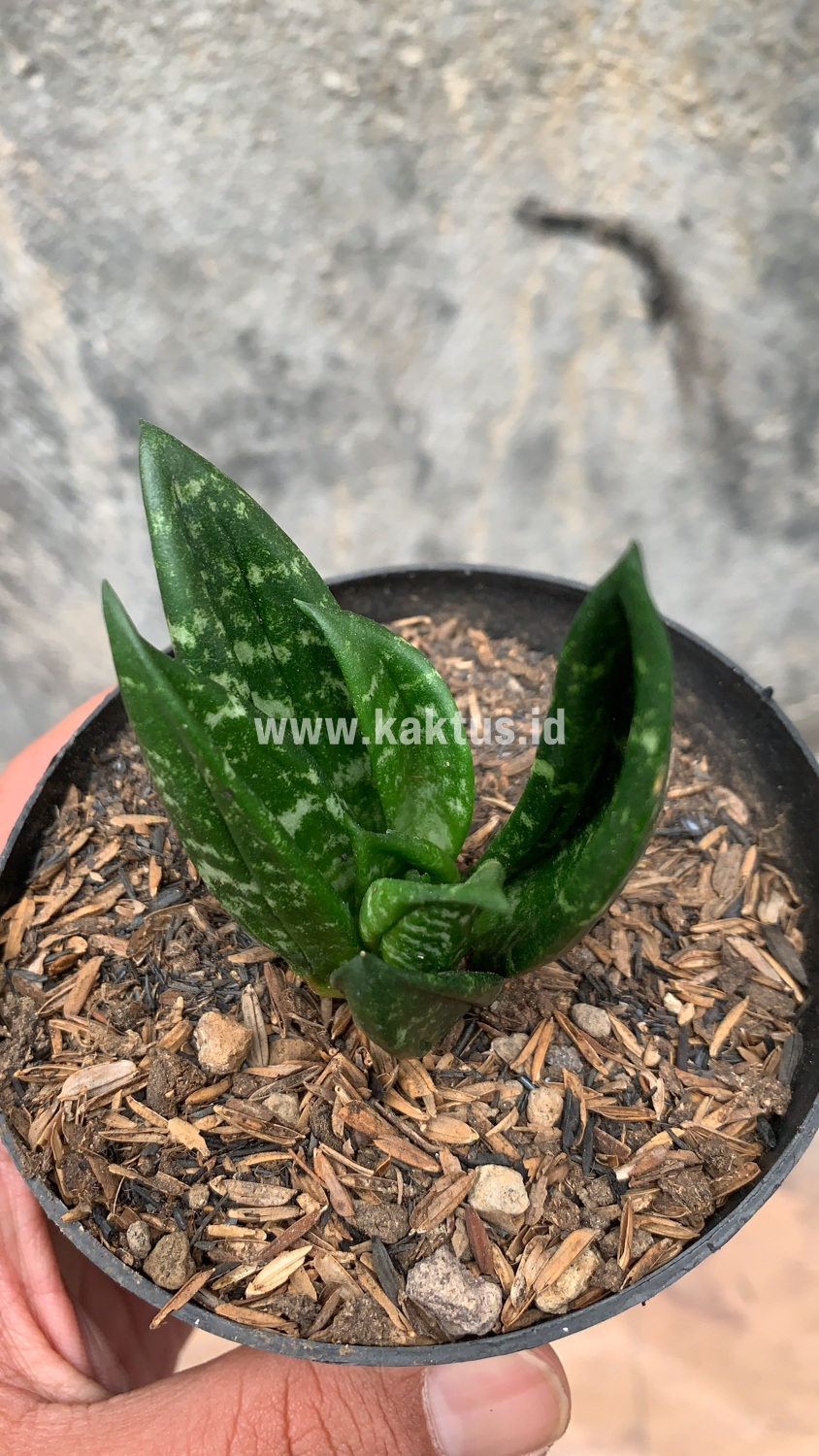 857. Sansevieria Hahniii Cristata - Image 24