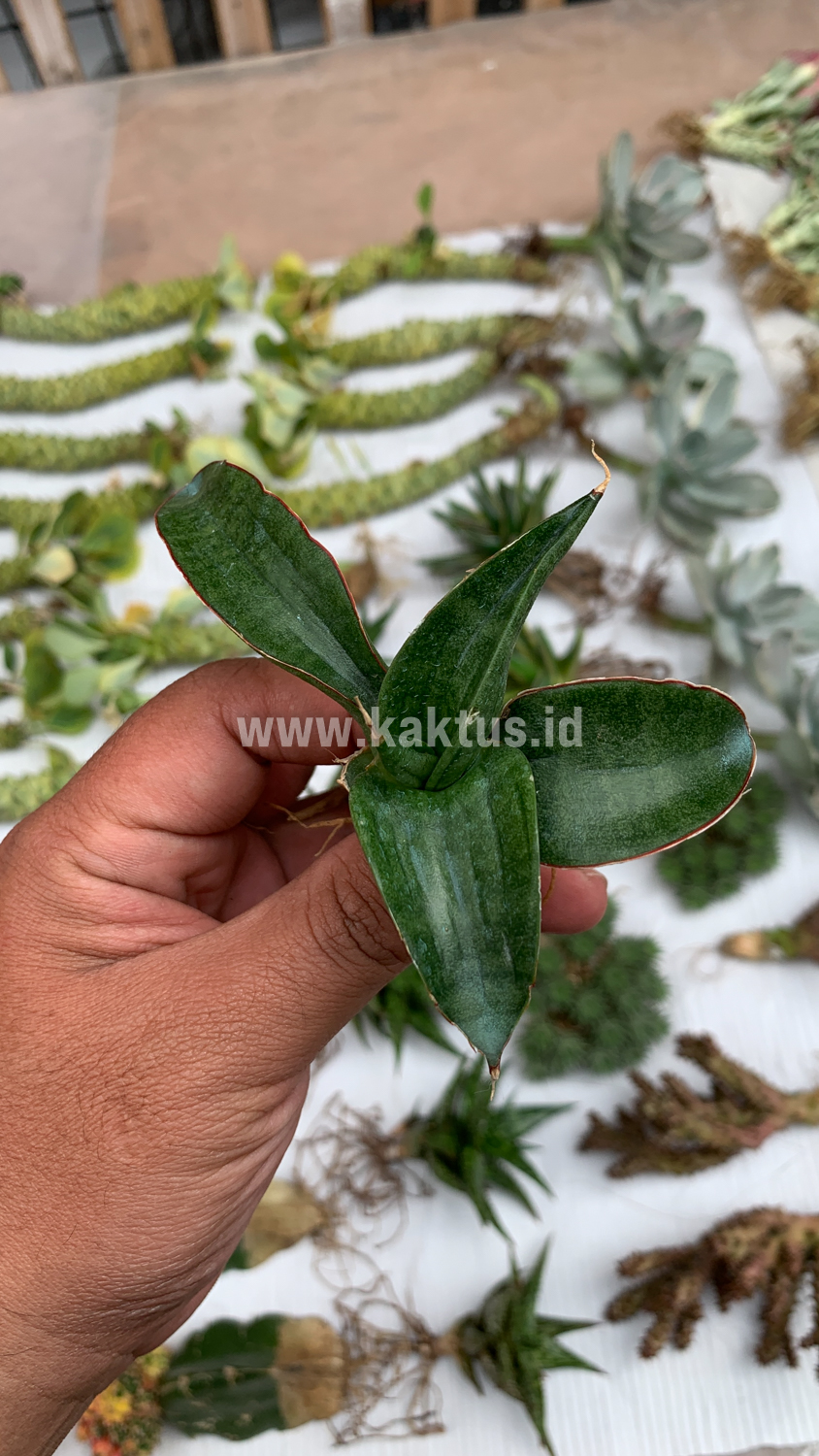 858. Sansevieria Paten - Image 8