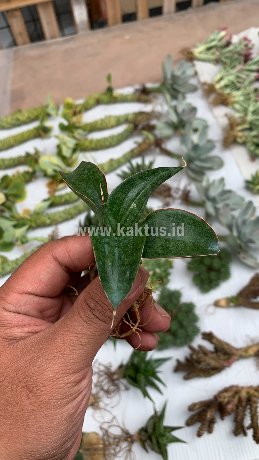 858. Sansevieria Paten - Image 6