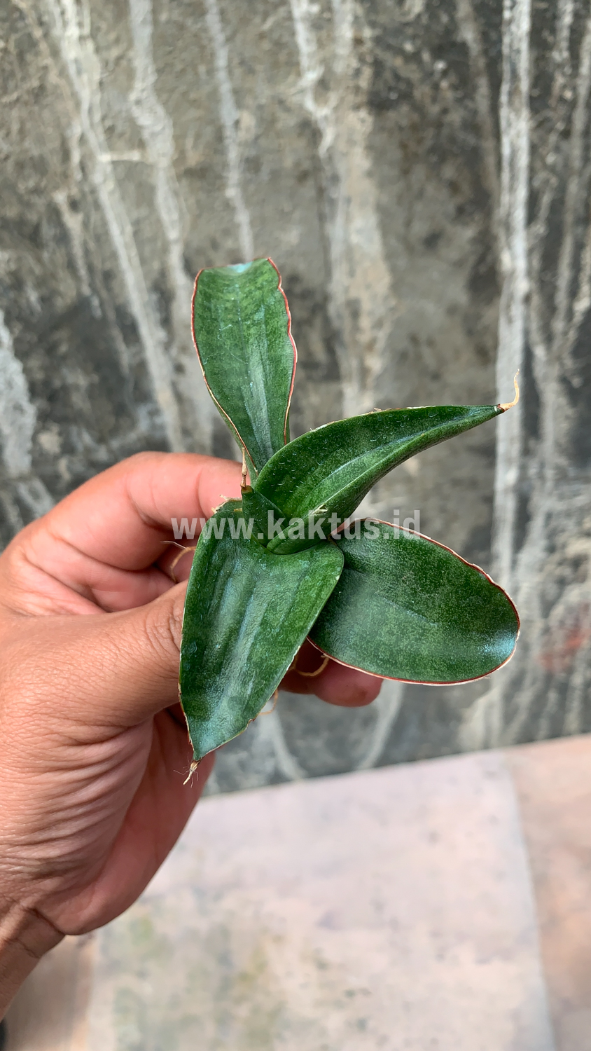 858. Sansevieria Paten - Image 5
