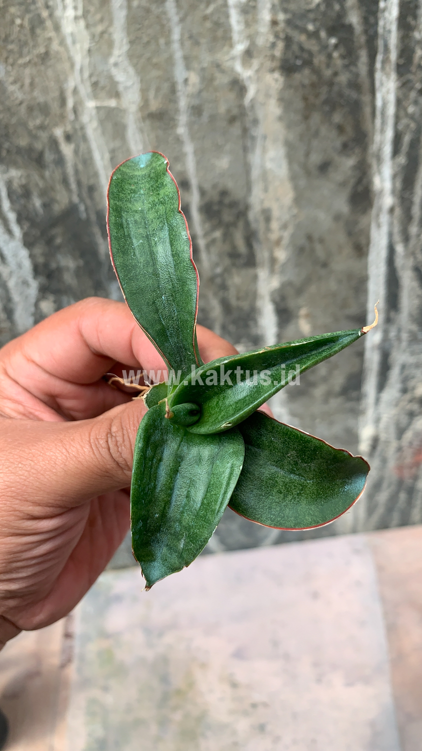 858. Sansevieria Paten - Image 4