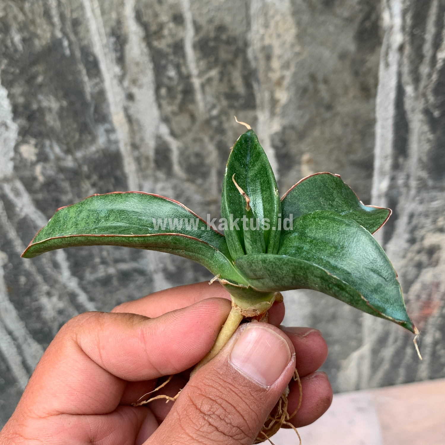 858. Sansevieria Paten - Image 3