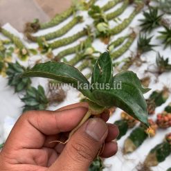 Alternative view of 858. Sansevieria Paten