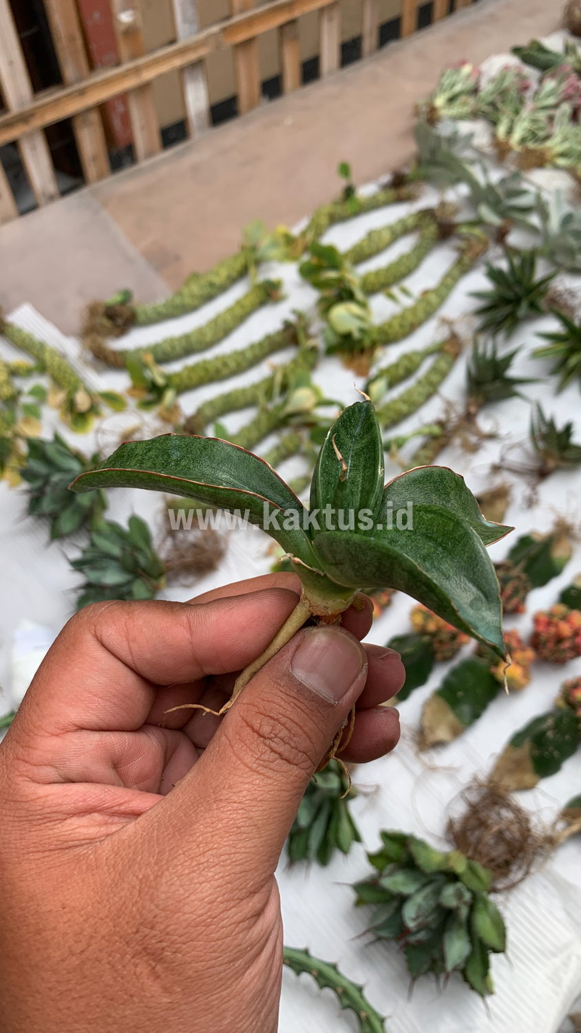 858. Sansevieria Paten - Image 2