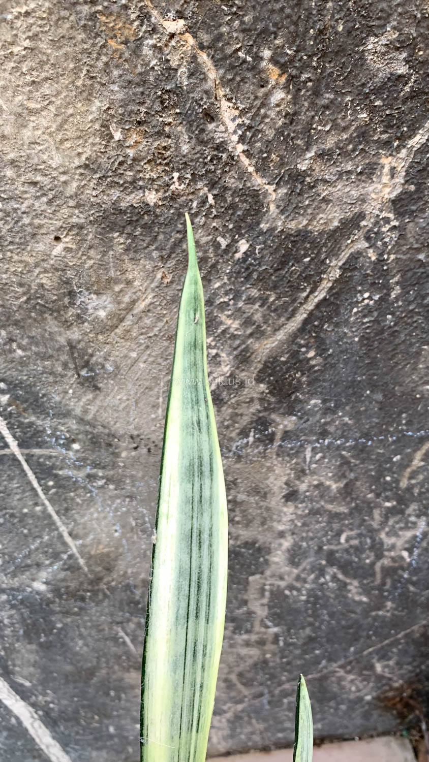 860. Sansevieria Bantel's Sensation - Image 4