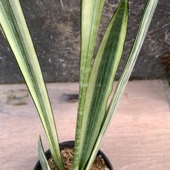 Alternative view of 860. Sansevieria Bantel's Sensation