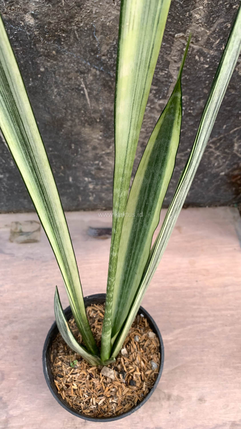 860. Sansevieria Bantel's Sensation - Image 2