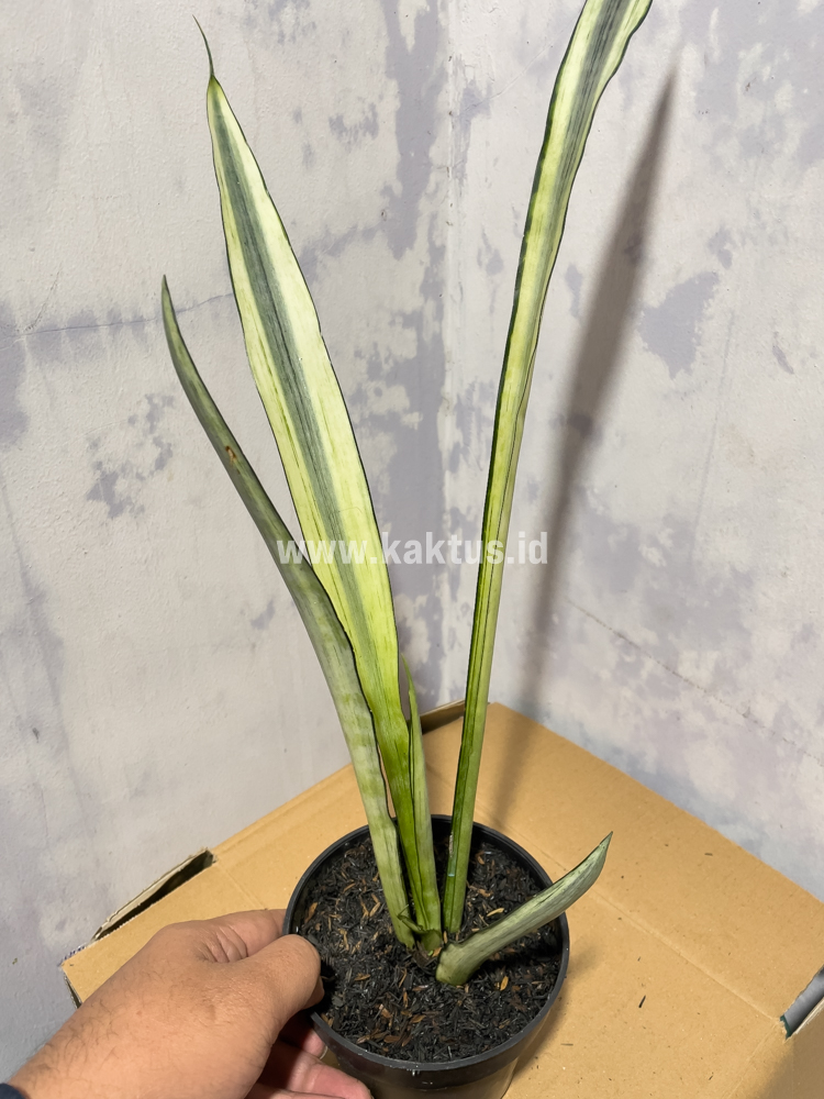 861. Sansevieria Bantel's Sensation Yellow - Image 2