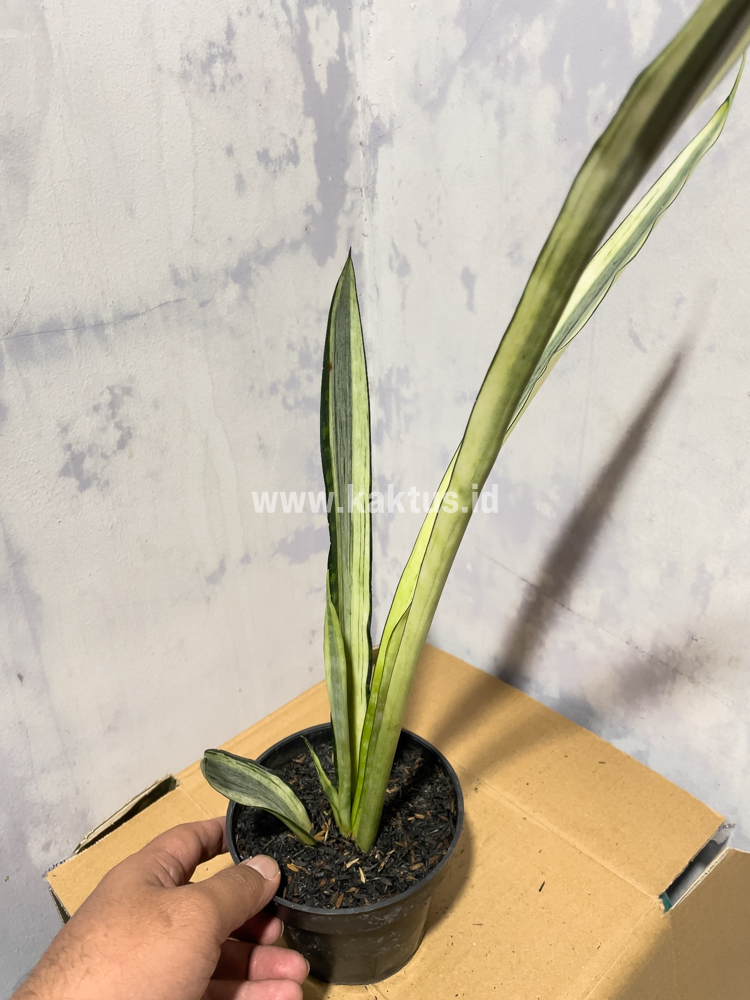 861. Sansevieria Bantel's Sensation Yellow - Image 4