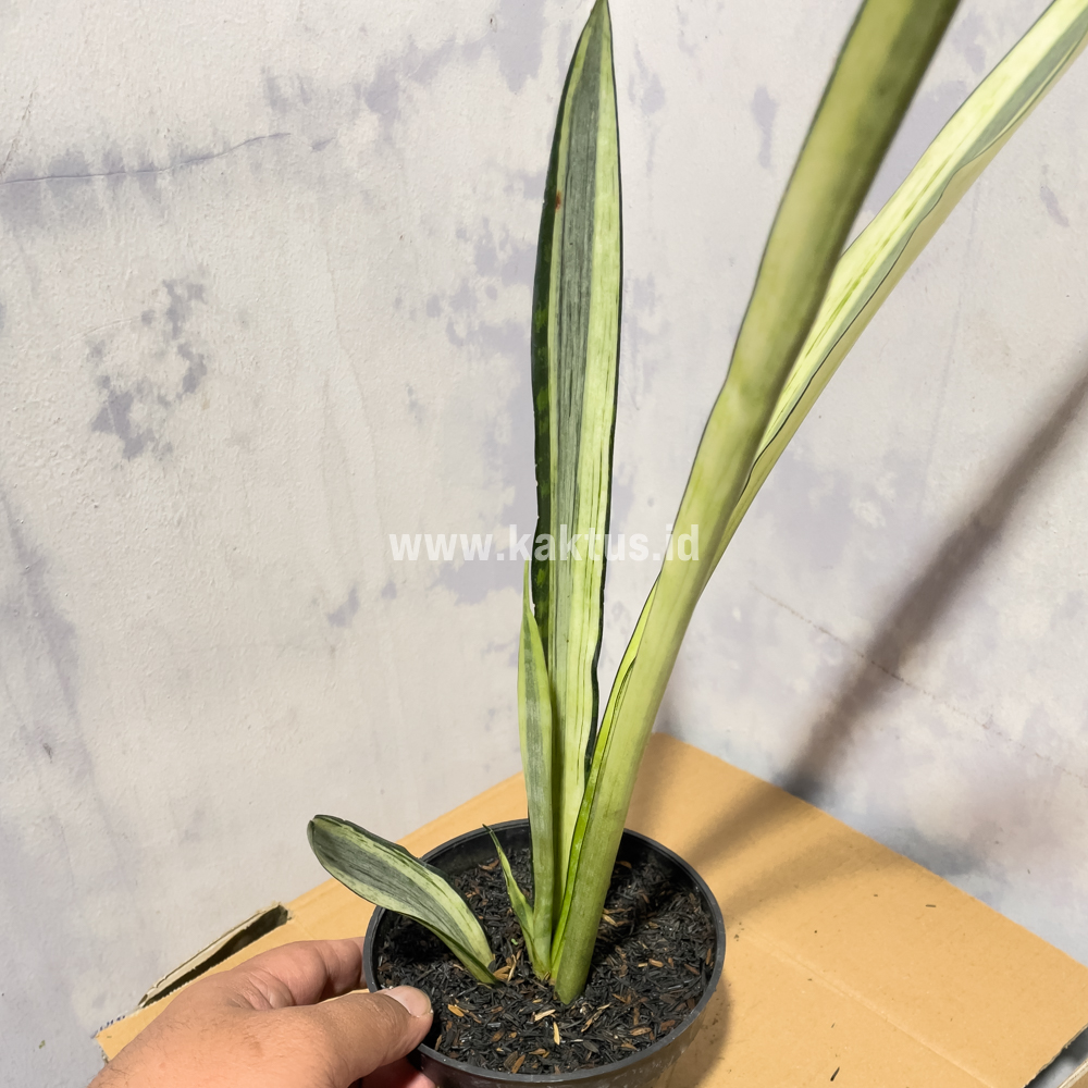 861. Sansevieria Bantel's Sensation Yellow - Image 6