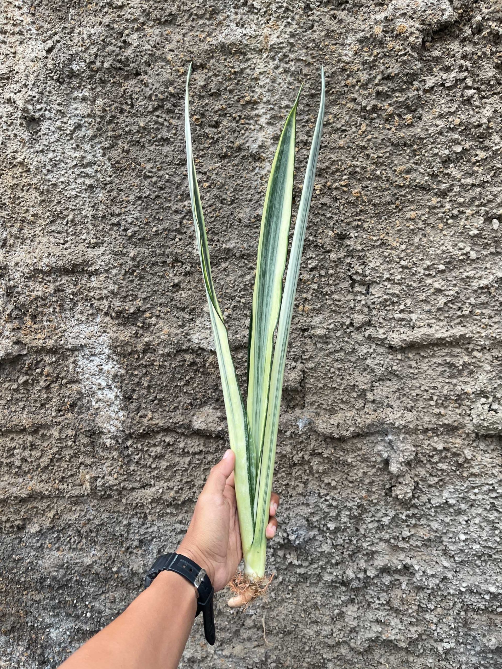861. Sansevieria Bantel's Sensation Yellow - Image 7