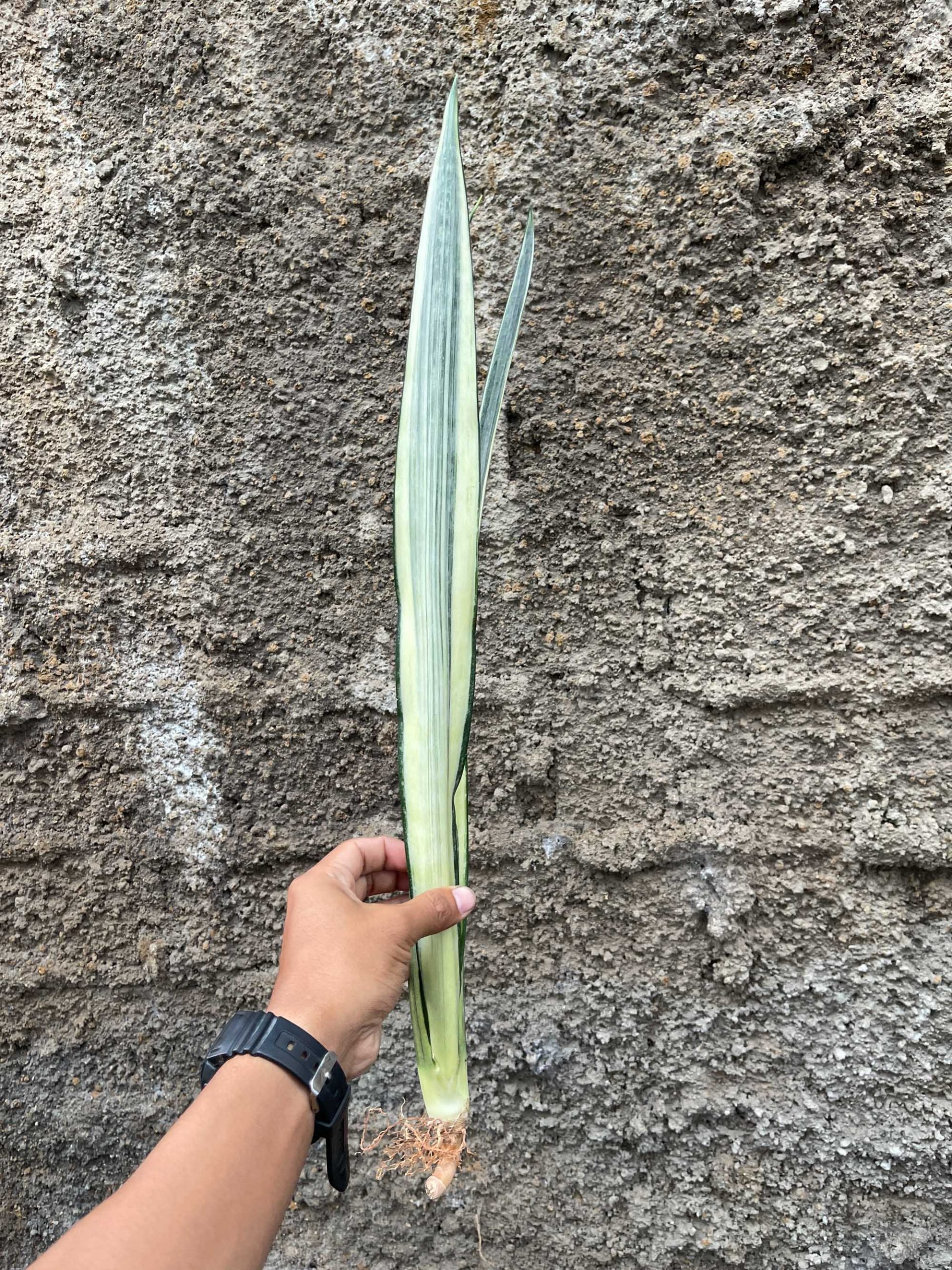 861. Sansevieria Bantel's Sensation Yellow - Image 9