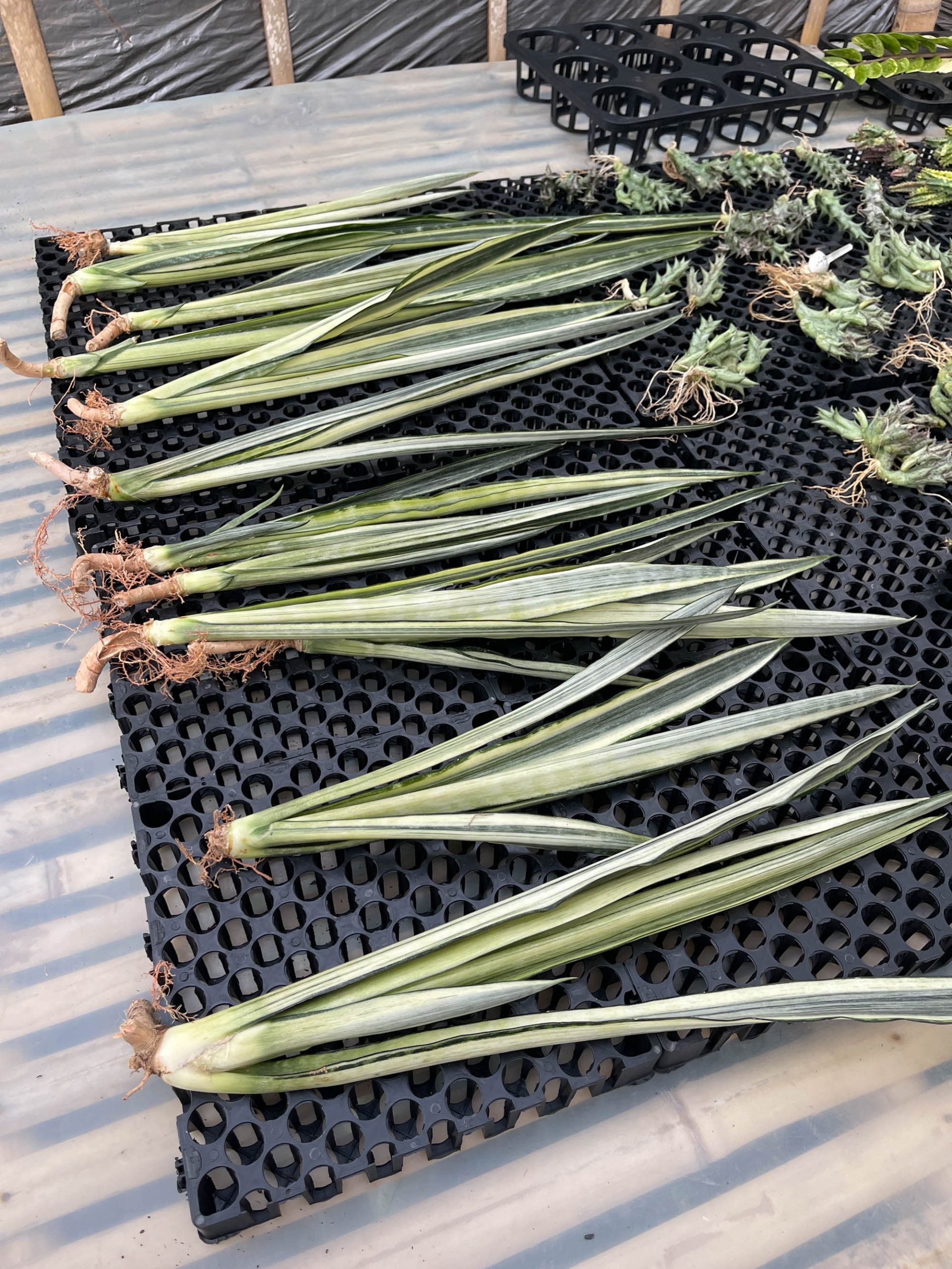 861. Sansevieria Bantel's Sensation Yellow - Image 3